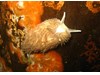 Photo of Aeolidia sp.